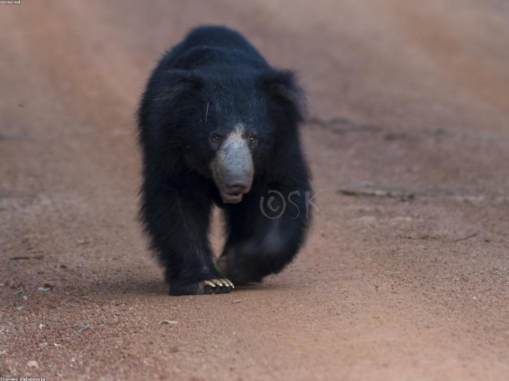 ពត៌មានអំពីស្លុត