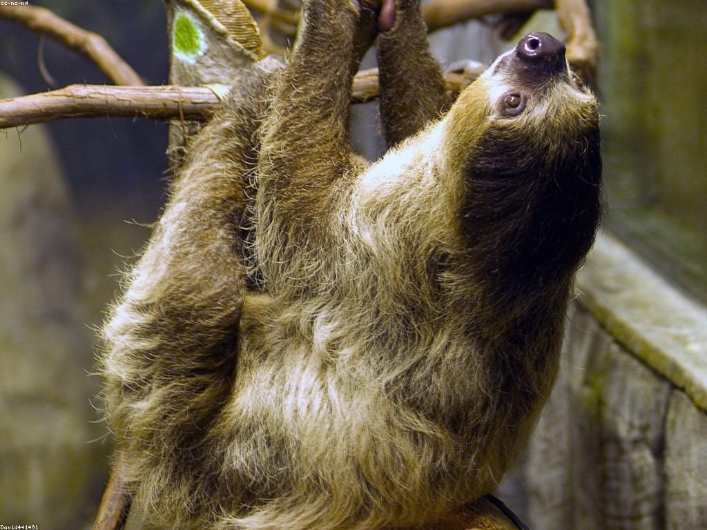 ប្រភេទផ្សេងៗនៃស្លុត និងការស្រាវជ្រាវទាក់ទង