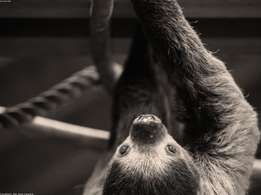 ពត៌មានអំពីស្លុត